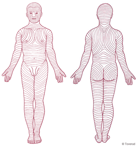 Bild som visar de Langerska linjerna, fram och bak