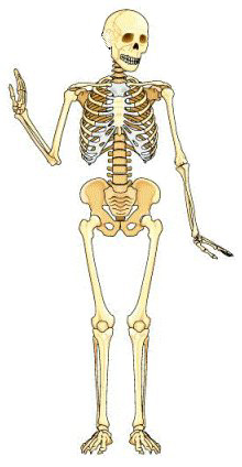 skelet.jpg (17476 bytes)